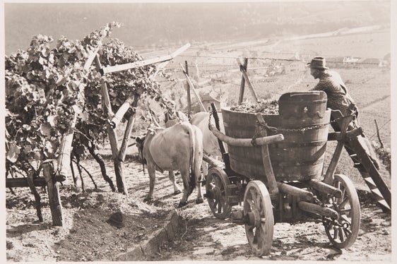Vendemmia a Rencio presso Bolzano intorno al 1930, Archivio fotografico Friedrich Winkler, 24