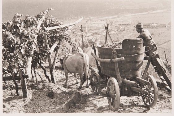 Vendemmia a Rencio presso Bolzano intorno al 1930, Archivio fotografico Friedrich Winkler, 24