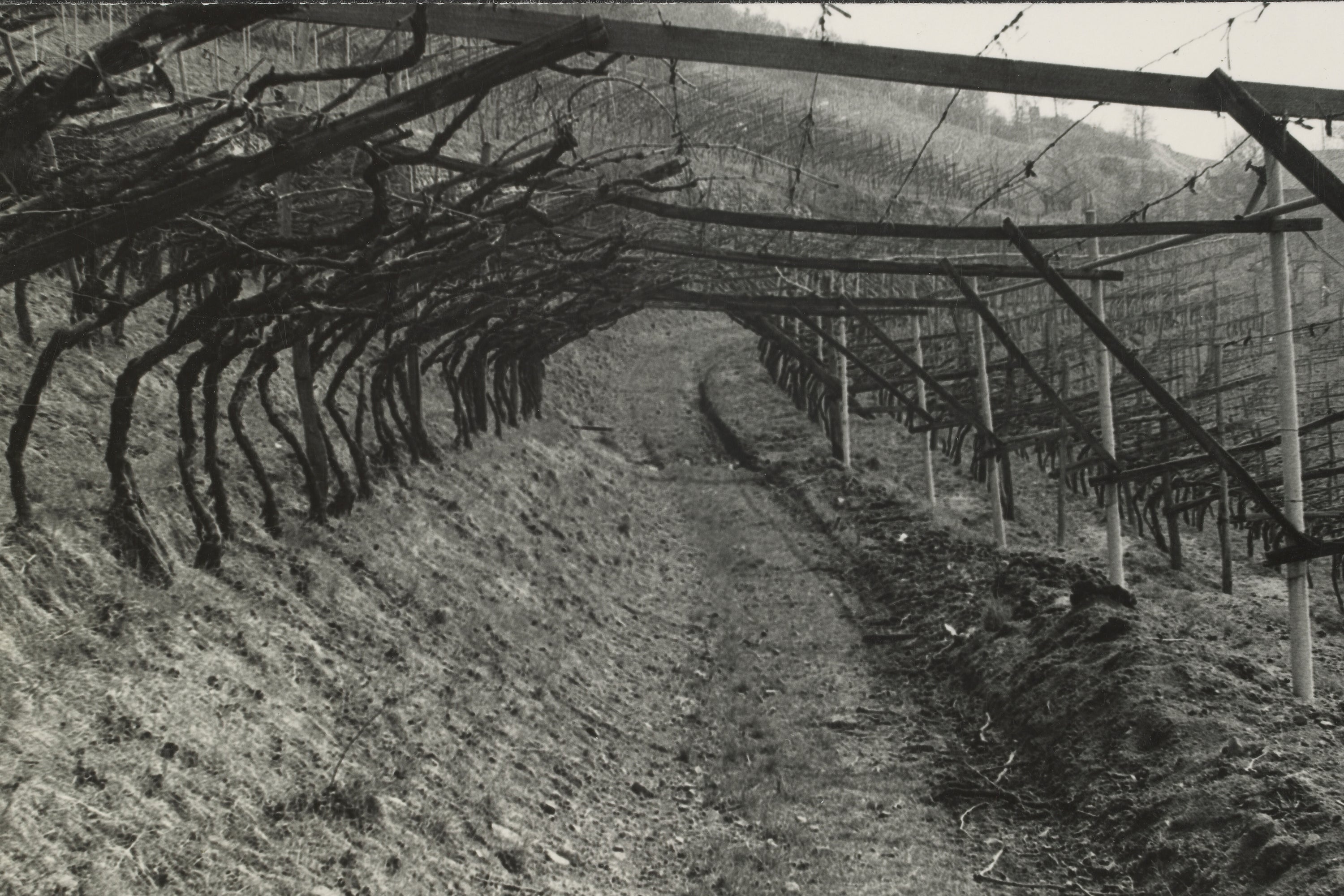 L'arco è considerato la forma più bella del pergolato, Auna di Sotto/Renon 1974, Archivio fotografico dell’Ufficio per la tutela del paesaggio, 4957