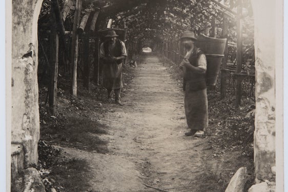 Rebenlaube. Eingang in eine schattige Promenade, Bozen 1930, Bildarchiv Helene Oberleiter, 1176