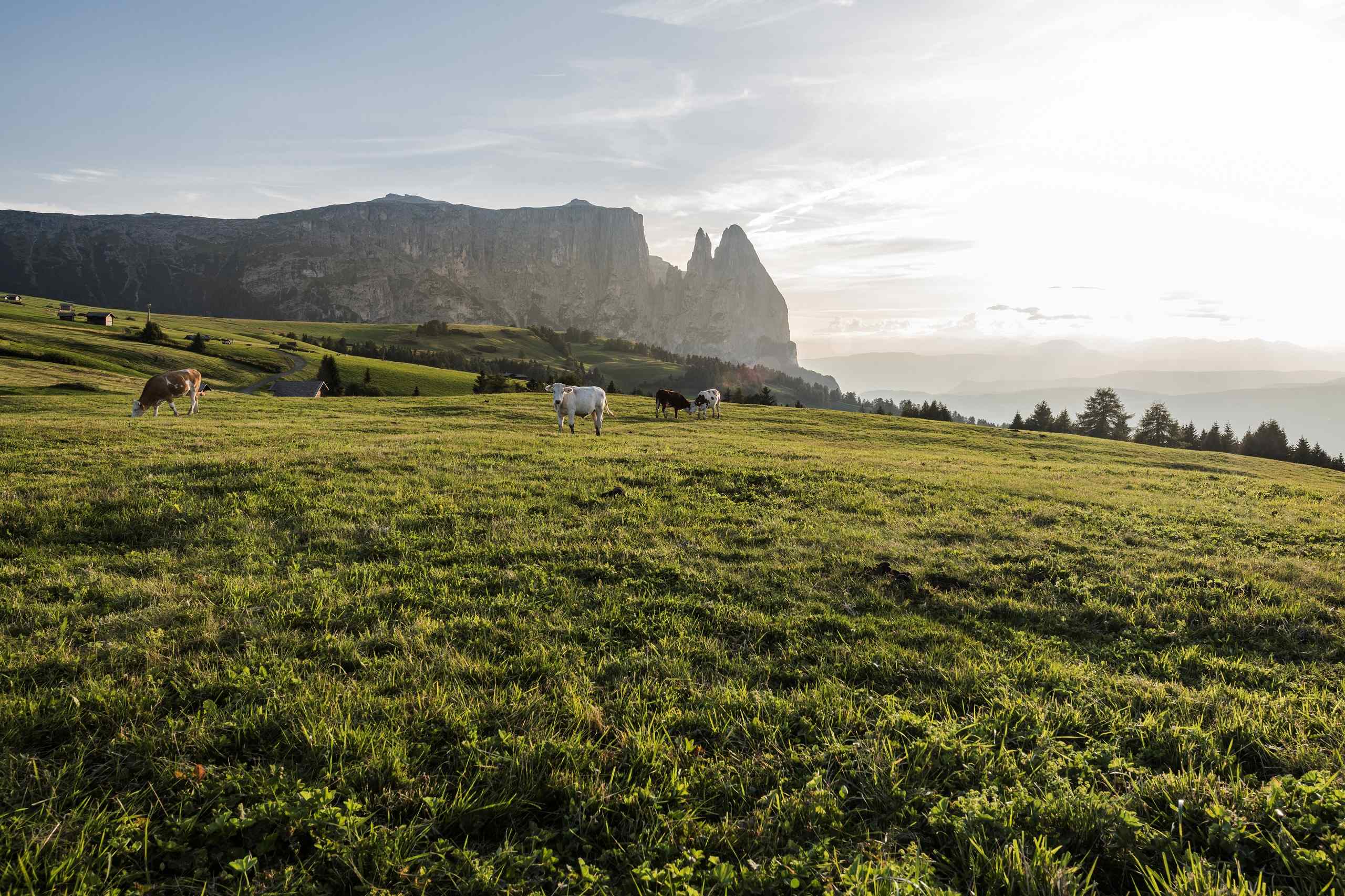 Seiser Alm und Kuehe