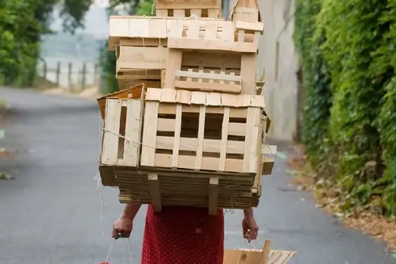 alpenrosen im Laufe der Jahre