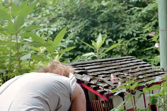 alpenrosen im Laufe der Jahre