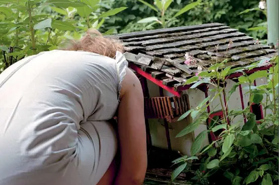 alpenrosen im Laufe der Jahre