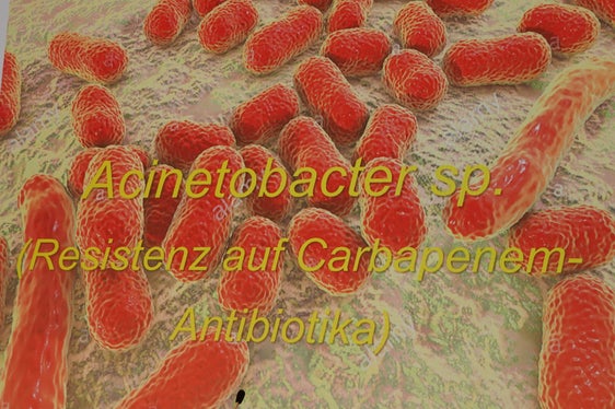 Il batterio acinetobacter