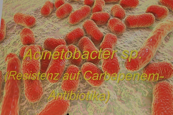Il batterio acinetobacter