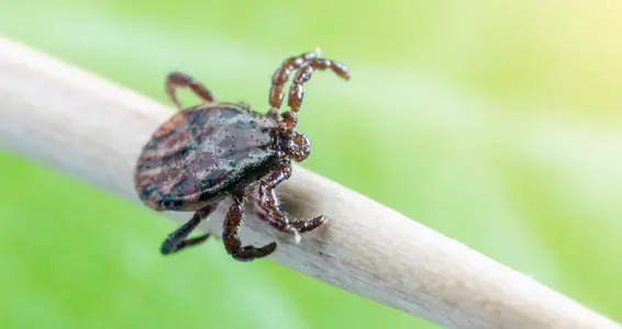 Zeckenimpfung: hier sind die Zahlen (Foto: 123rf. Das Foto darf nur im Zusammenhang mit dieser Pressemitteilung verwendet werden)