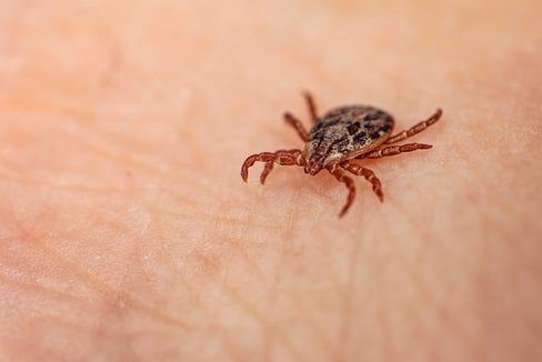 Open Days für die Zeckenschutzimpfung