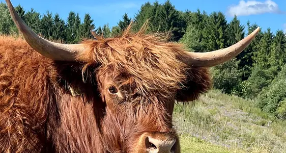 Gesundheit und Tiere