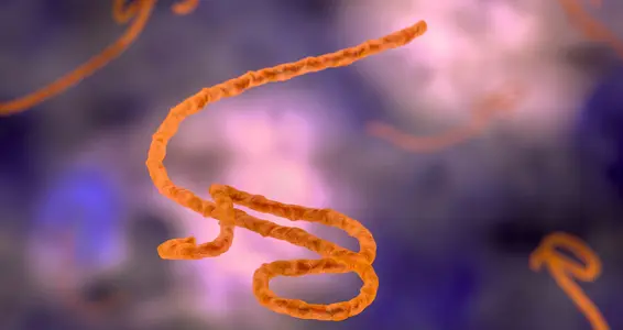 Ebolavirus (Foto: 123rf)