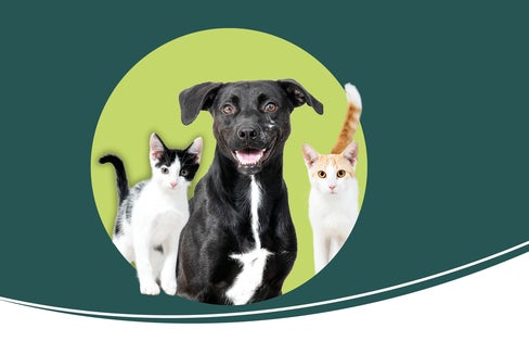«Un incontro può cambiare tutto»: Una nuova campagna dell’Azienda sanitaria dell’Alto Adige incoraggia chi desidera accogliere un animale domestico a prendere in considerazione l’adozione presso il rifugio Sill. (foto: Ivo Corrà)