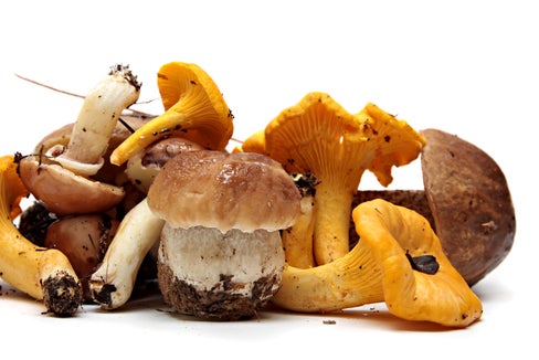 Pilzberatung im Südtiroler Sanitätsbetrieb (Foto 123rf)