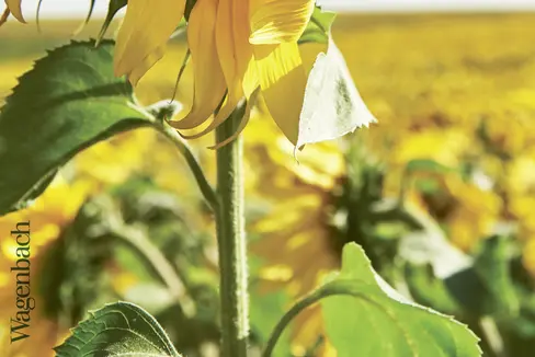 Foto: Francesca Melandri, Kalte Füße, Verlag Klaus Wagenbach