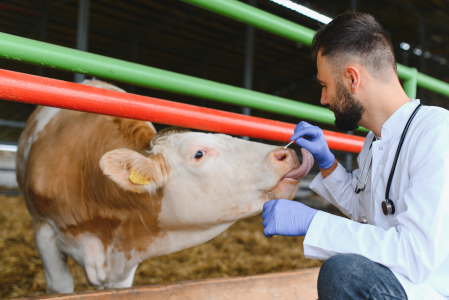 Am 25. Jänner ist der Tag der Veterinärmedizinischen Prävention. (Foto: 123rf)