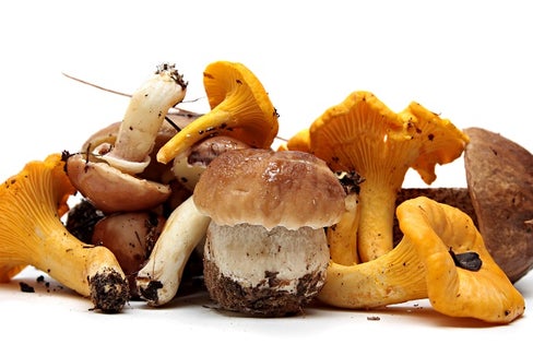 Funghi, che passione! Consulenze gratuite (foto 123rf)