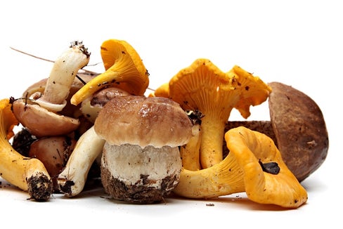 Funghi, che passione! Consulenze gratuite (foto 123rf)