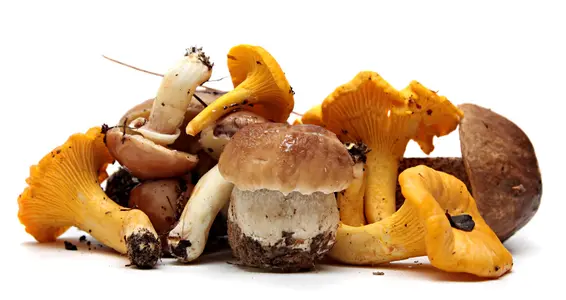 Pilze mit Vorsicht genießen (Foto: 123rf)