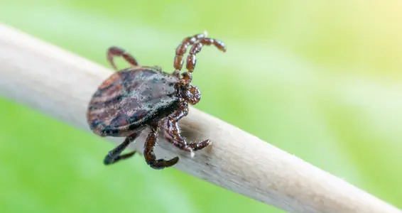 Im März wieder Zeckenimpfung des Südtiroler Sanitätsbetriebes (Foto: 123rf. Das Foto darf nur im Zusammenhang mit dieser Pressemitteilung verwendet werden)