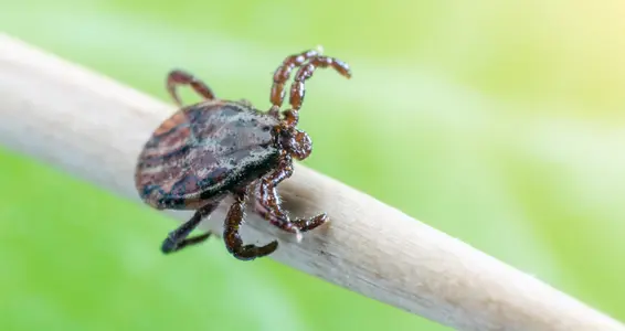 Im März wieder Zeckenimpfung des Südtiroler Sanitätsbetriebes (Foto: 123rf. Das Foto darf nur im Zusammenhang mit dieser Pressemitteilung verwendet werden)