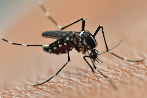 Verdacht auf Dengue-Fieber nicht bestätigt (Foto: 123rf)
