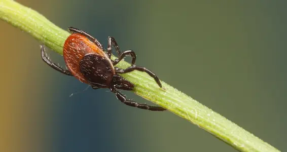 Vaccinazione TBE: nuove date ad aprile (Foto: 123rf. Può essere utilizzata solo per la pubblicazione di questo testo)