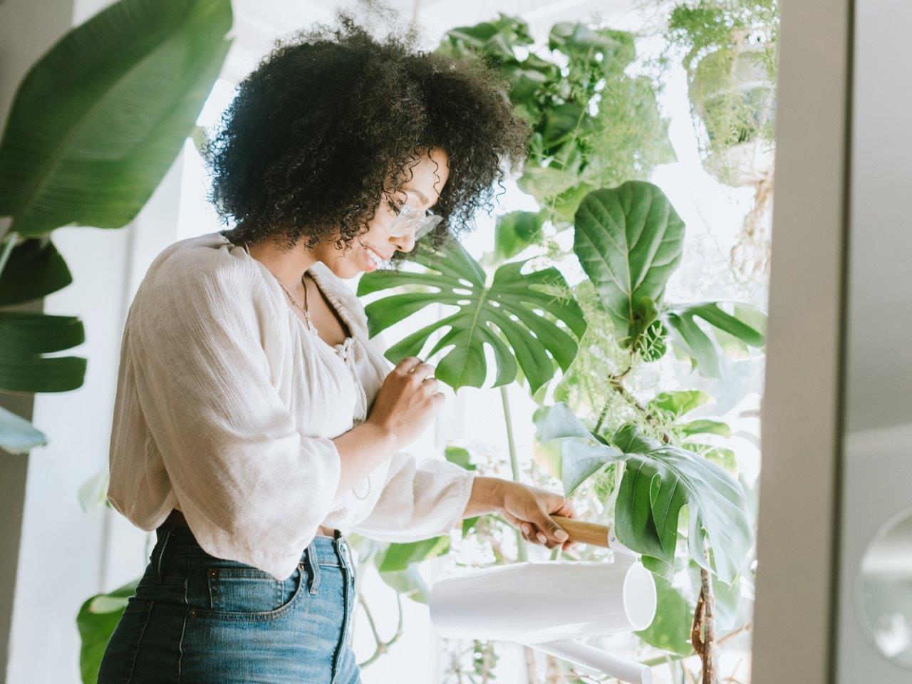 A lady waters her vibrant, large leafed plants. 