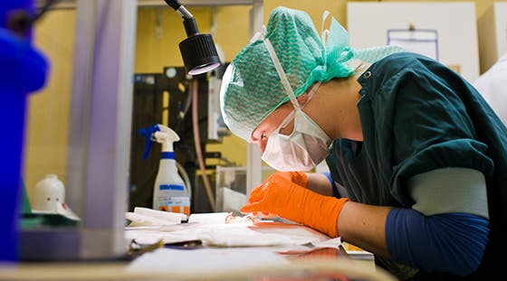 Lab technician in surgical mask and gloves focusing on a specimen under a lamp, surrounded by lab equipment in a clean, sterile environment