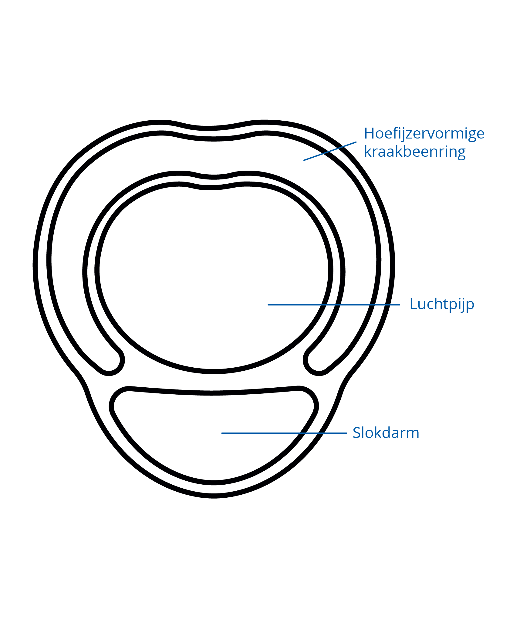 luchtpijp (trachea)