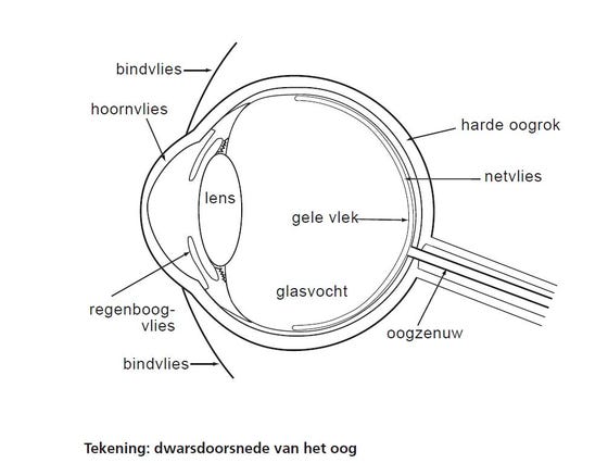 Tekening: dwarsdoorsnede van het oog. Het oog bestaat uit: bindvlies, hoornvlies, harde oogrok, netvlies, lens, gele vlek, glasvocht, regenboogvlies, oogzenuw.