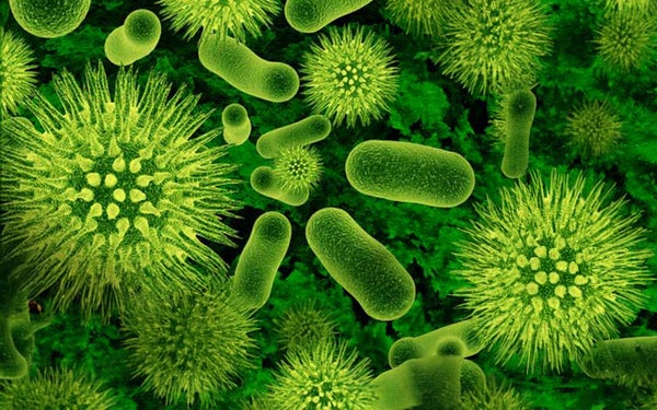 Verschillende bacteriën 