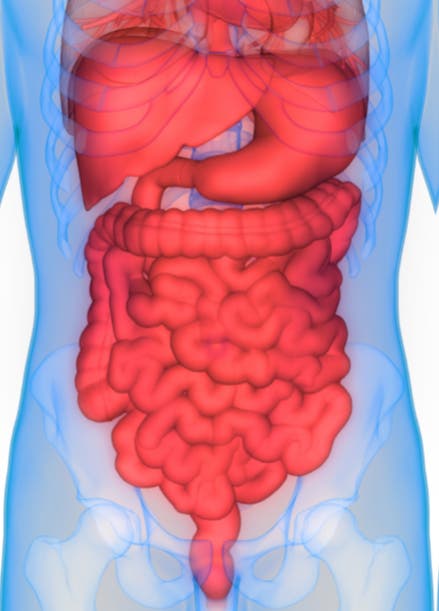 Het gastro-intestinaal stelsel
