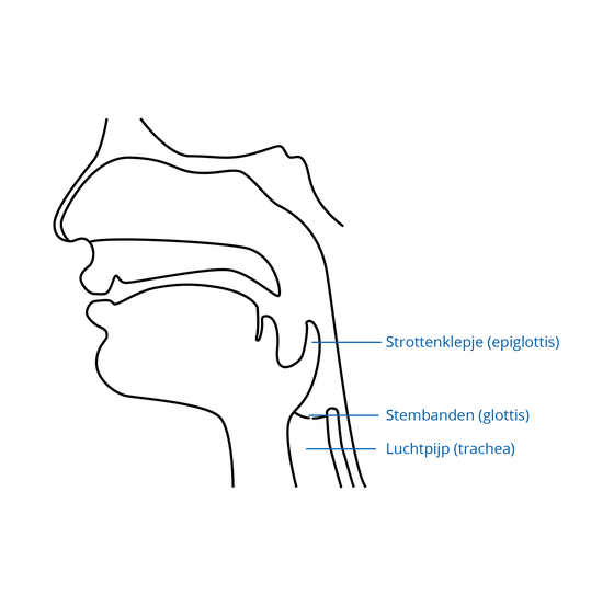 Dwarsdoorsnede van een hoofd om het strottenhoofd te laten zien: strottenklepje (epiglottis), stembanden (glottis), luchtpijp (trachea).