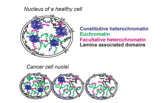 Nucleus of a healthy cell