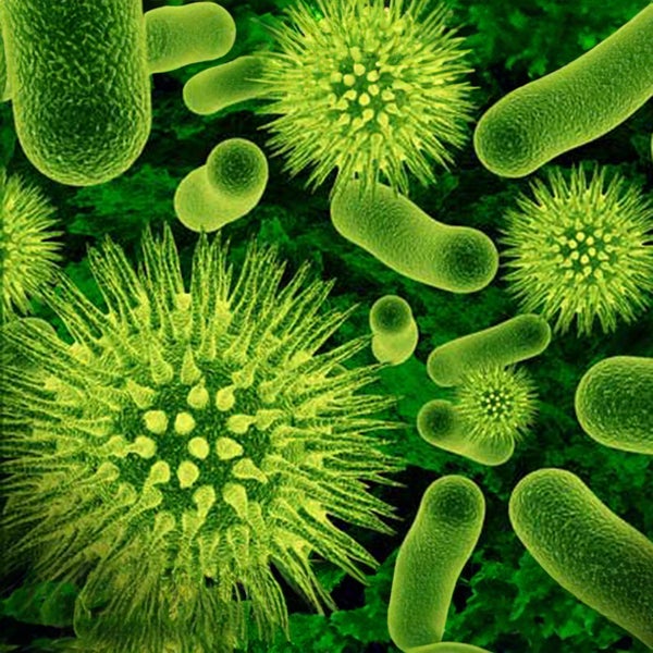 Verschillende bacteriën 