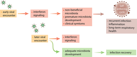 Effect of early versus late viral exposure and risk of infectious disease