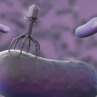 3D rendering of bacteriophage