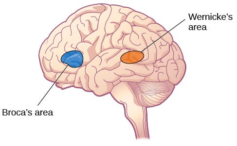 Taalgebieden in het brein