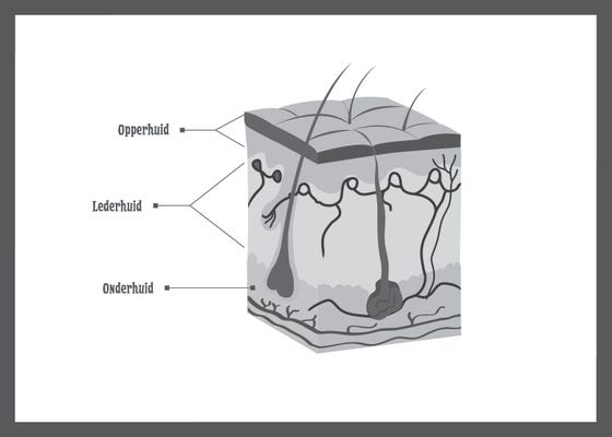 Illustratie van de opbouw van de huid
