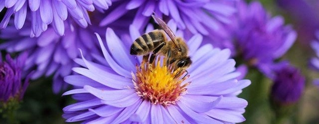 bee on a purple flower