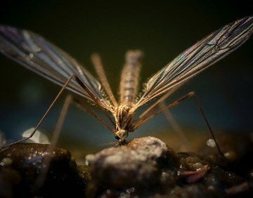 mosquito 