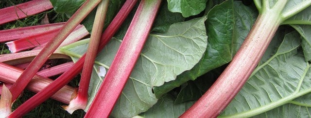 Rhubarb