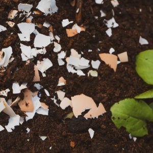 egg shells in soil