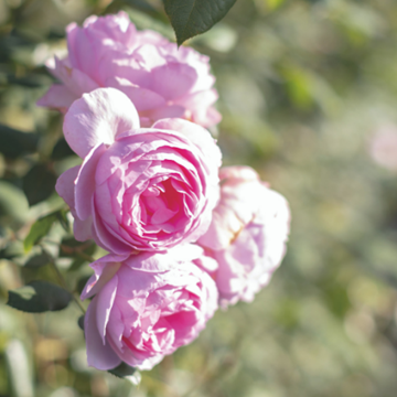 Pink roses