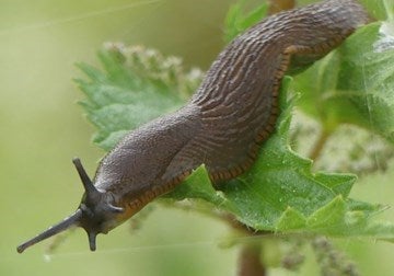 slug on a nettle leaf