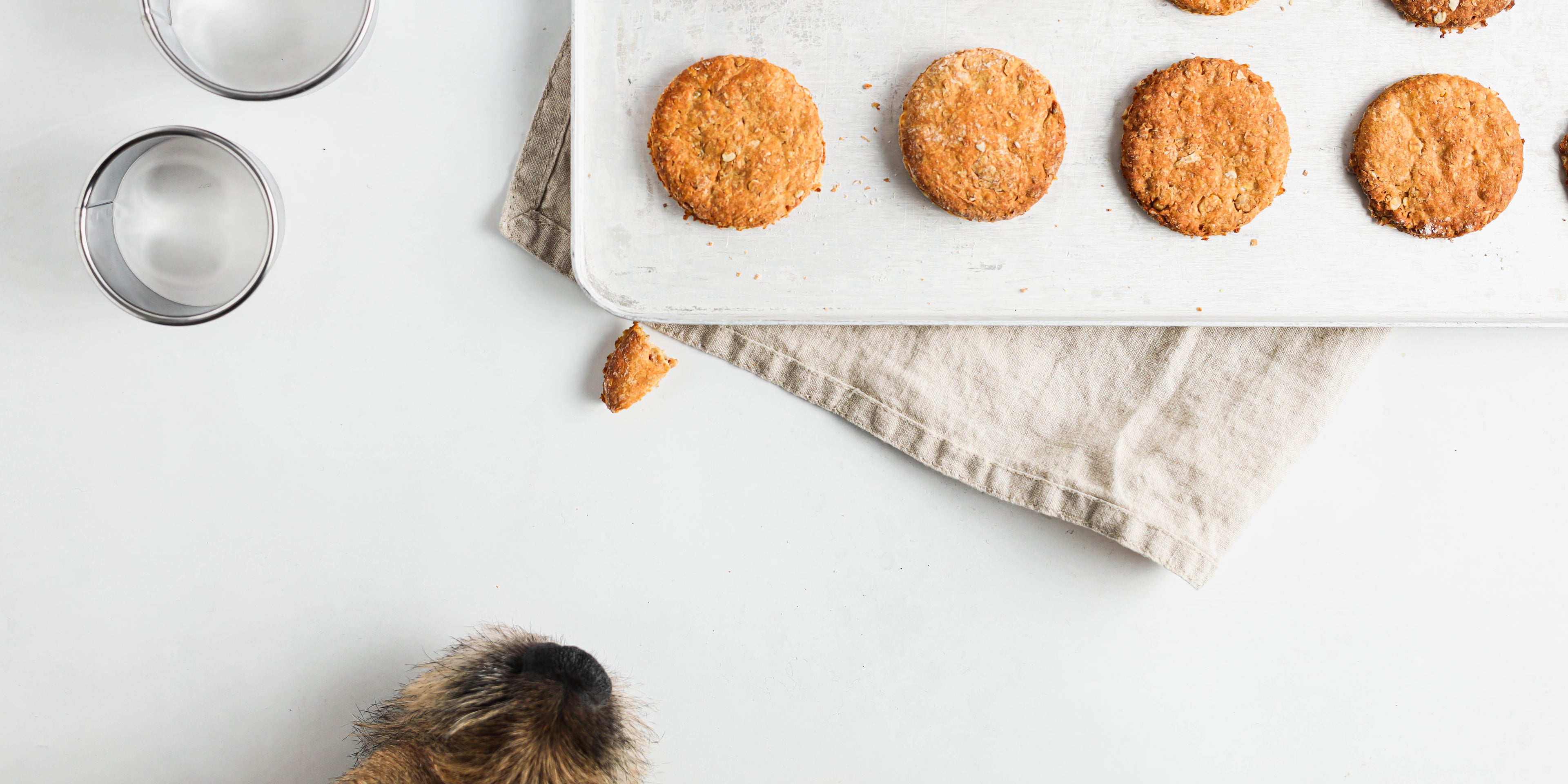 Top down view of a plate of homemade dog treats