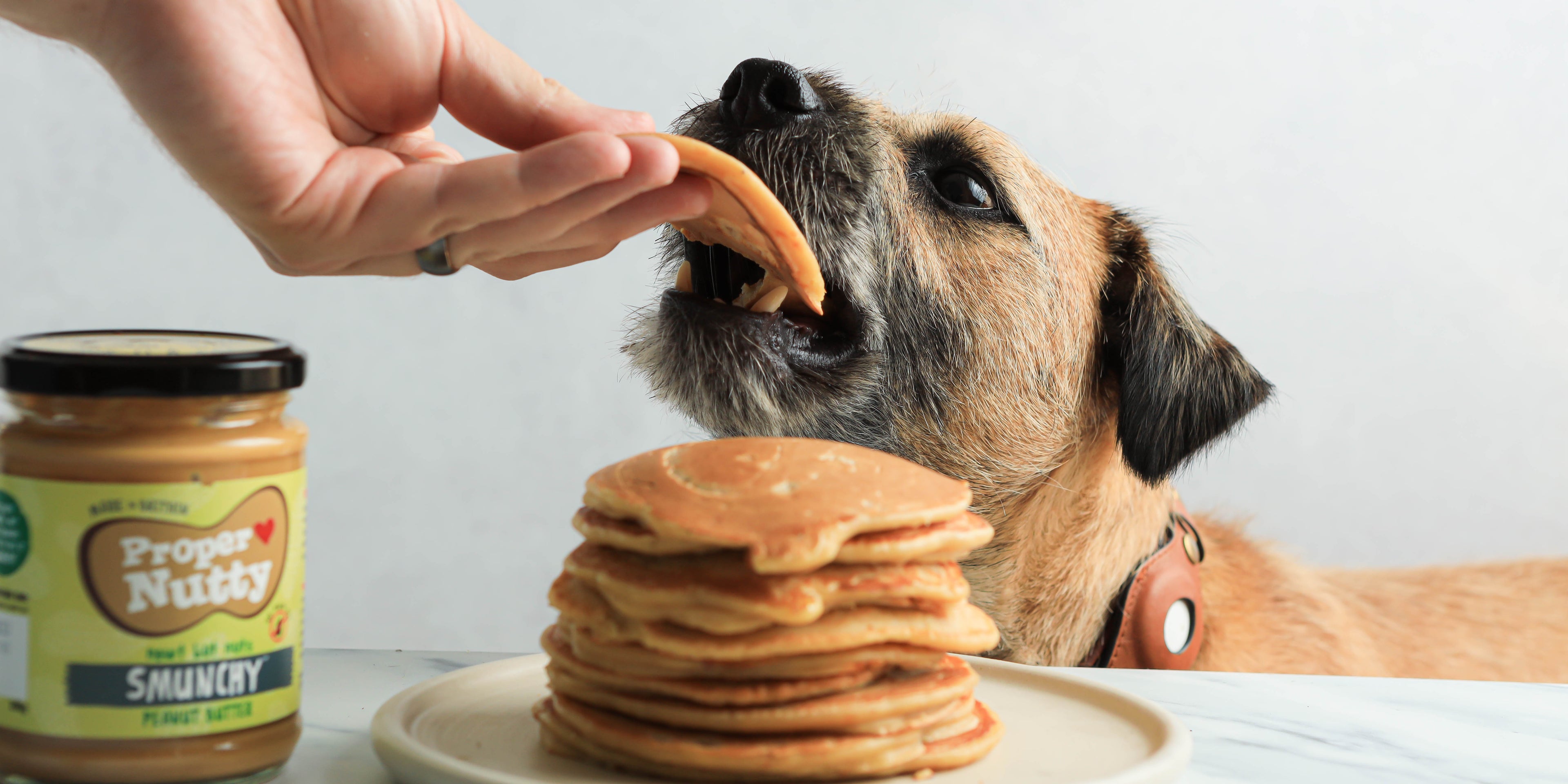 Hand feeding a small brown dog with black ears, a pancake from a stack of pancakes in the forefront, beside a jar of peanut butter. 