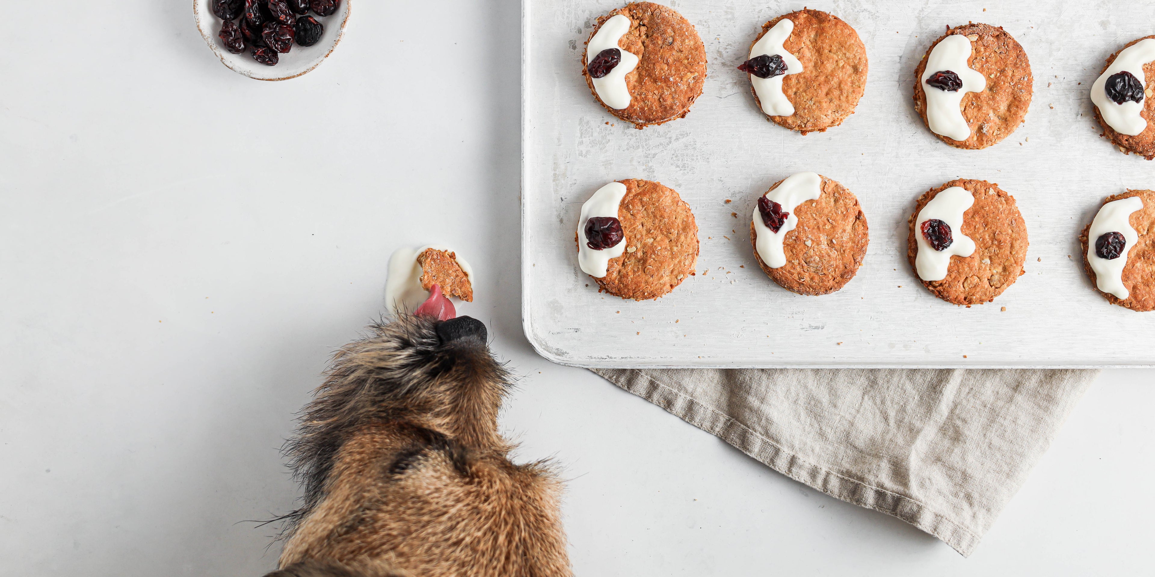 Top down view of a tray of Christmas dog treat biscuits with a dog eating one