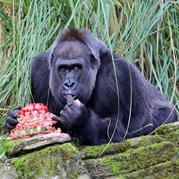 Gorilla eating a birthday cake