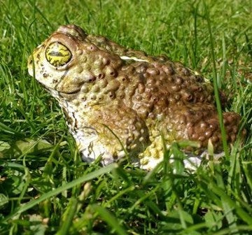 A frog made out of cake sitting in the grass