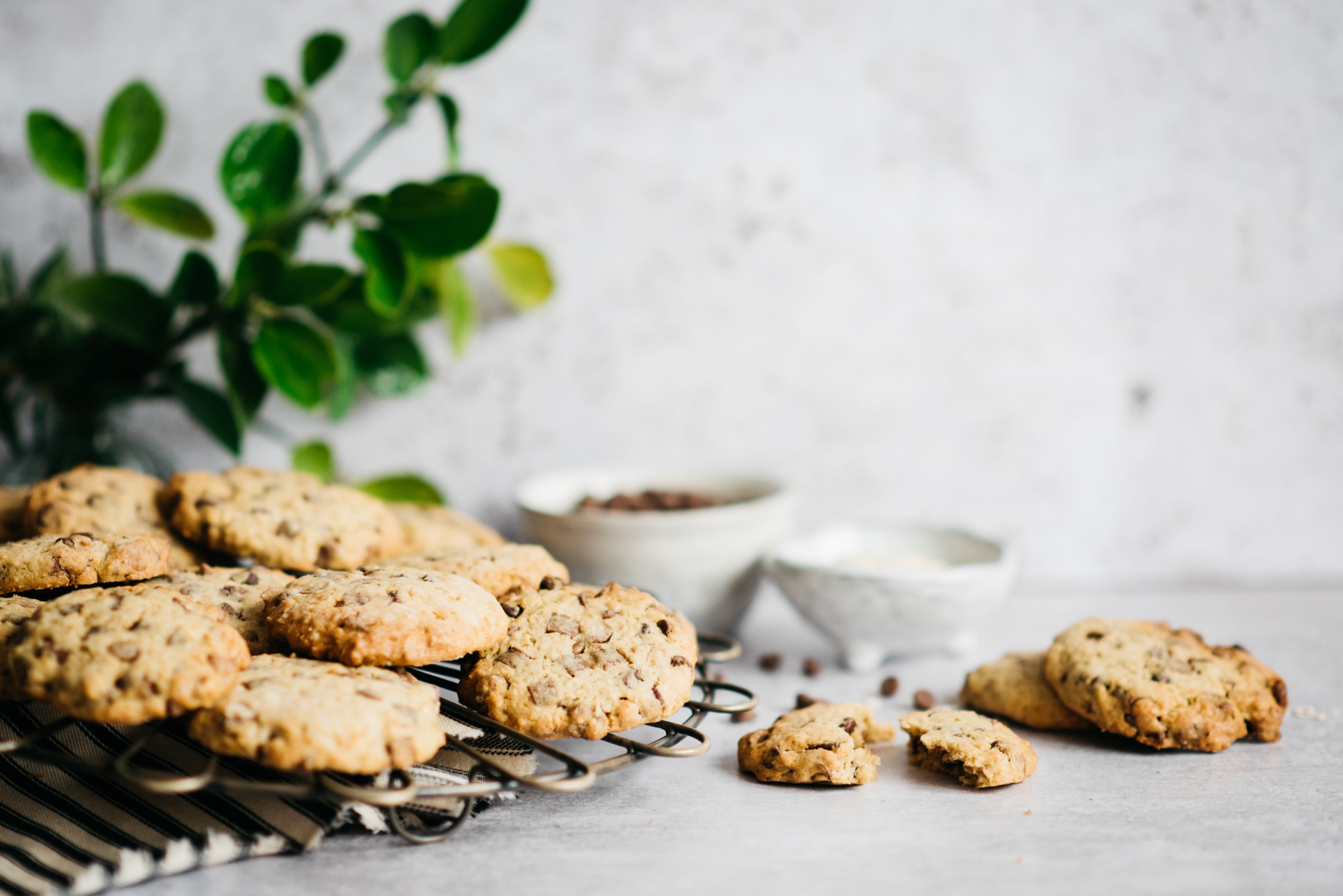 A plate of chocolate chip cookies